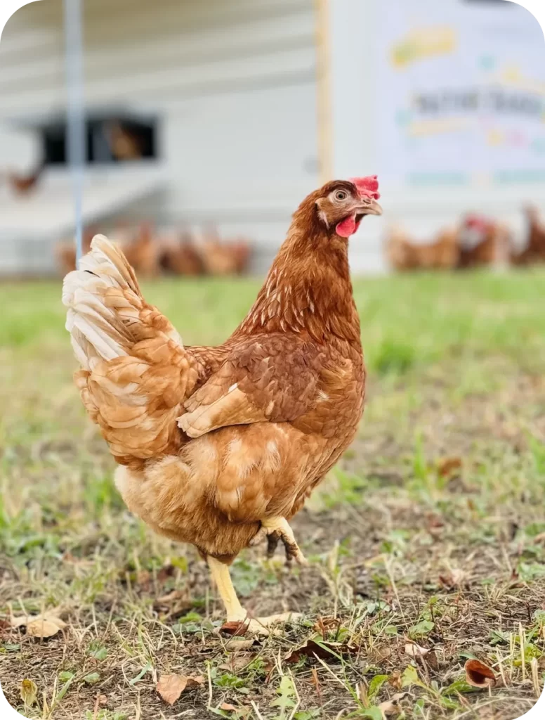 Eggcellent Pasture raised - oua de la gaini crescute pe pasune