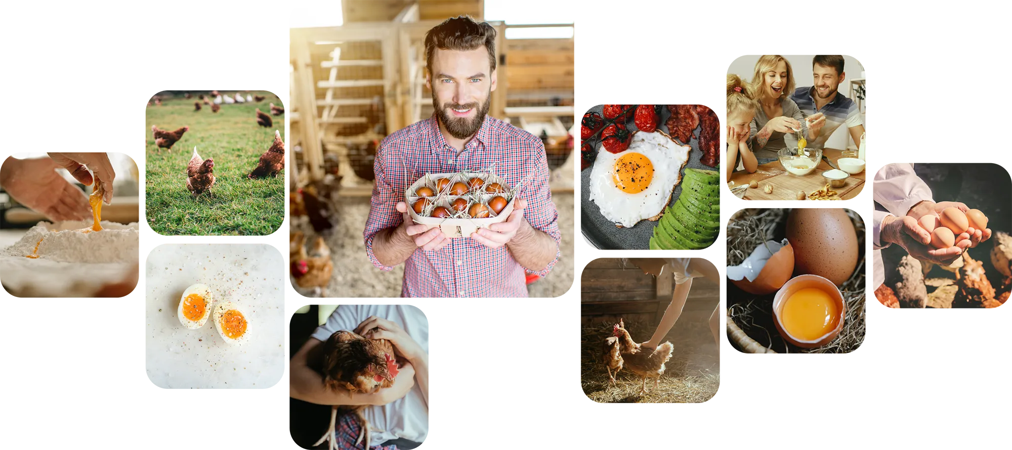 Eggcellent ferma pasari pasunate oua ecologice